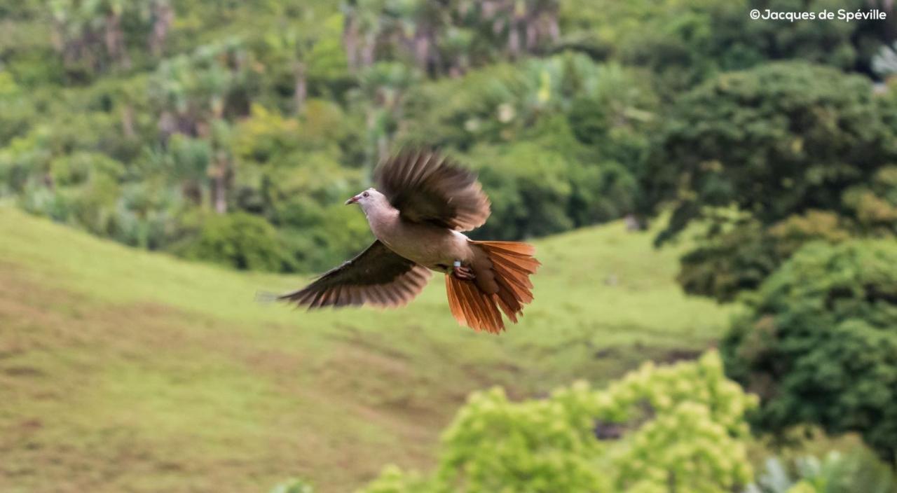 Ferney Nature Lodge ماهيبورغ المظهر الخارجي الصورة