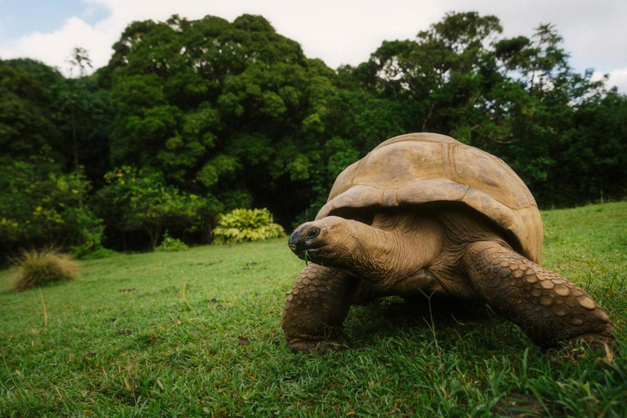 Ferney Nature Lodge ماهيبورغ المظهر الخارجي الصورة